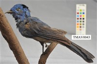 藏品(黑枕藍鶲)的圖片